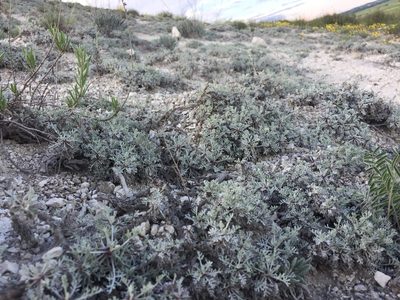 Artemisia hololeuca, photographed by Елена Патерикина
