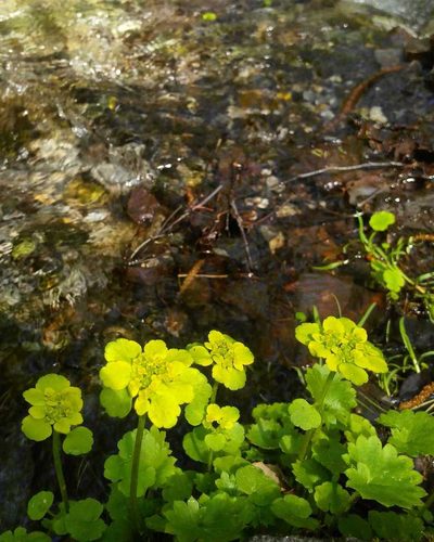 Chrysosplenium serreanum, photographed by Юлия