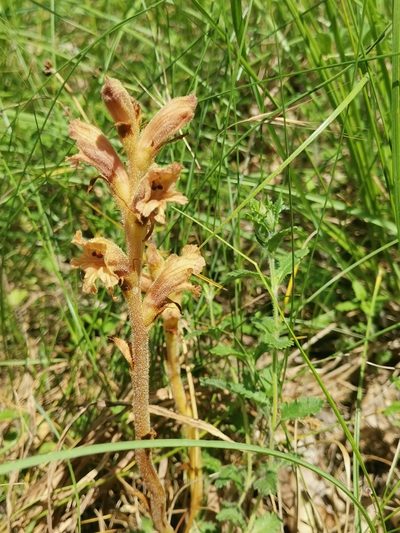 Orobanche teucrii, photographed by CorentinD
