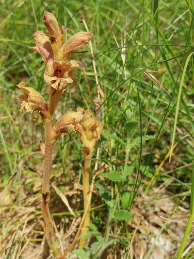Orobanche teucrii, photographed by CorentinD