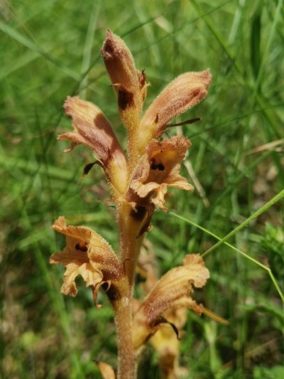 Orobanche teucrii, photographed by CorentinD