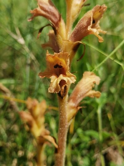 Orobanche teucrii, photographed by CorentinD