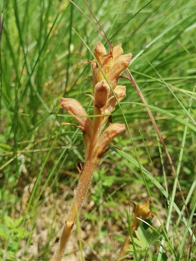 Orobanche teucrii, photographed by CorentinD