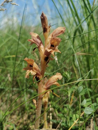 Orobanche teucrii, photographed by CorentinD