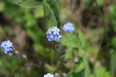 Myosotis imitata, photographed by Нурхайдарова Татьяна