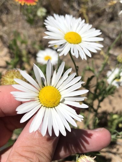 Aphanostephus skirrhobasis, photographed by Sam Kieschnick