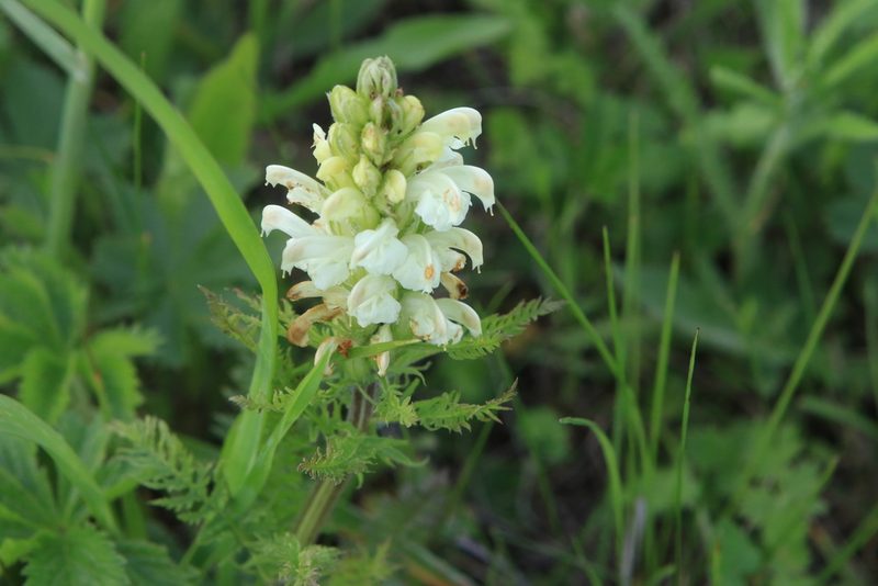 Pedicularis sibirica, photographed by Нурхайдарова Татьяна