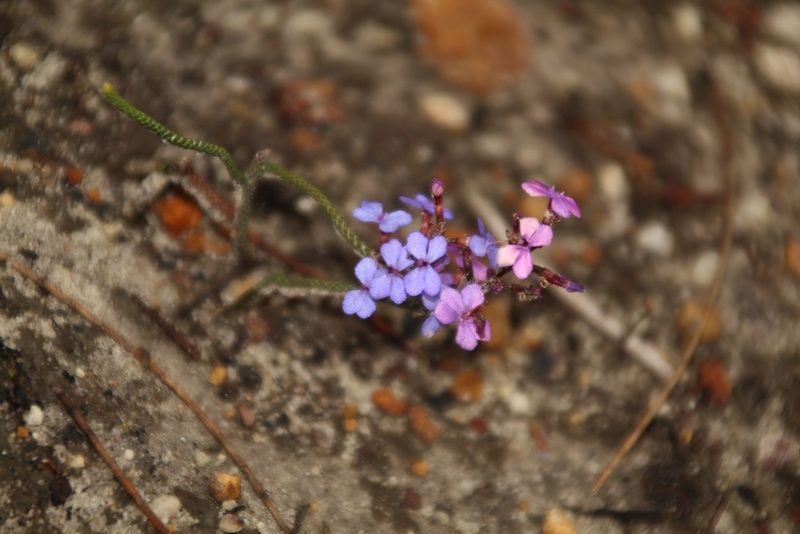 Stylidium preissii, photographed by Em Lamond