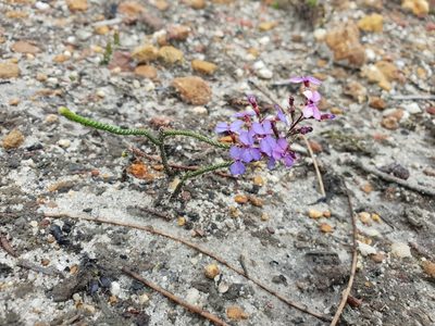 Stylidium preissii, photographed by Em Lamond