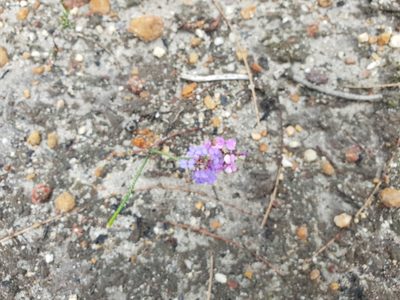 Stylidium preissii, photographed by Em Lamond