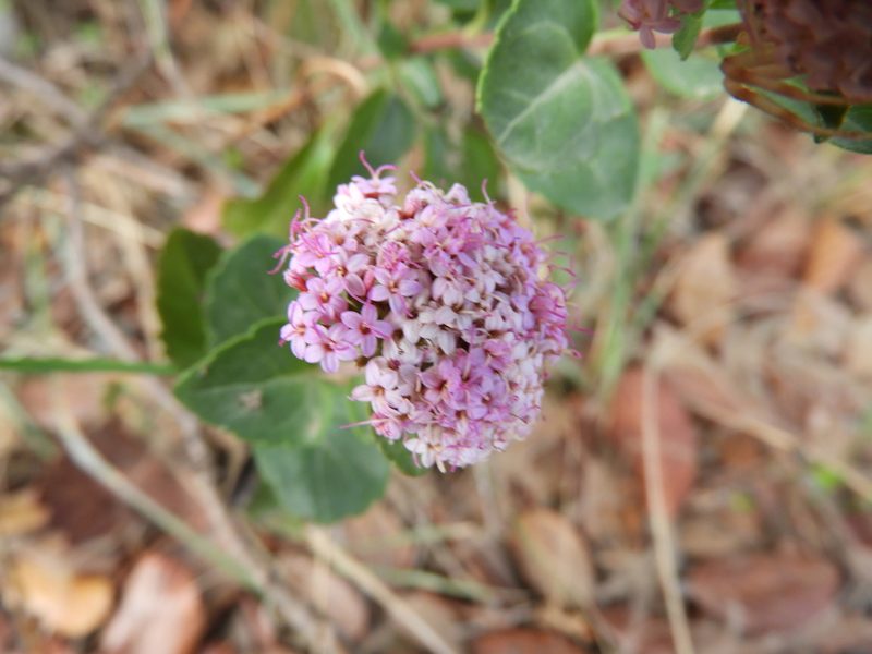 Stevia berlandieri, photographed by Leticia Jiménez Hernández