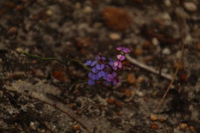Stylidium preissii, photographed by Em Lamond