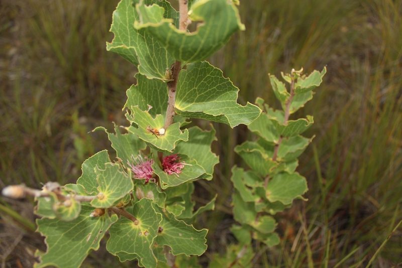 Hakea cucullata, photographed by Em Lamond