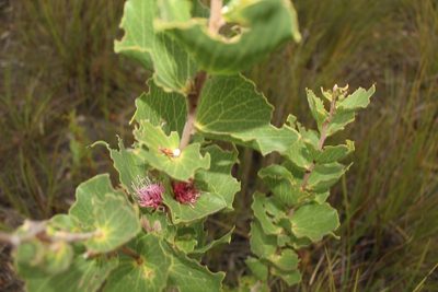 Hakea cucullata, photographed by Em Lamond