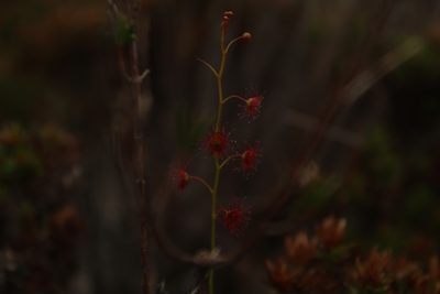 Drosera microphylla, photographed by Em Lamond