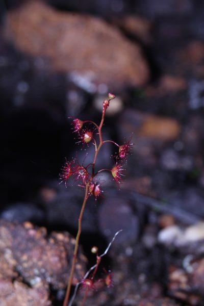Drosera microphylla, photographed by Em Lamond