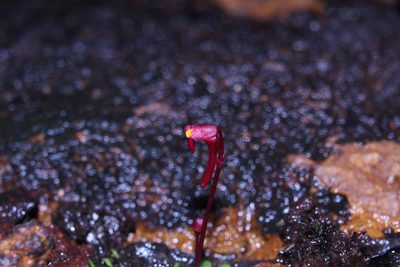 Utricularia menziesii, photographed by Em Lamond
