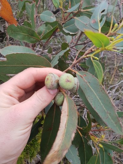 Eucalyptus megacarpa, photographed by Em Lamond
