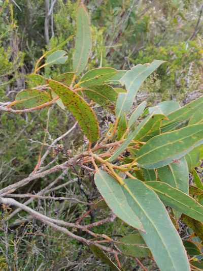 Eucalyptus megacarpa, photographed by Em Lamond