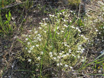 Cerastium velutinum, photographed by Chris Hoess