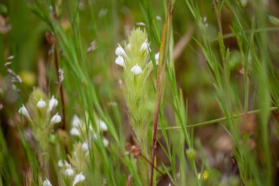 Castilleja tenuis, photographed by Hilary Rose Dawson