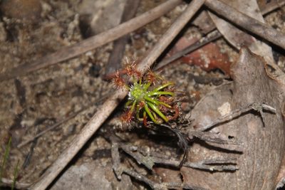 Drosera scorpioides, photographed by Em Lamond