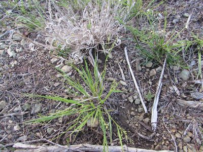 Dichanthelium depauperatum, photographed by Chris Hoess