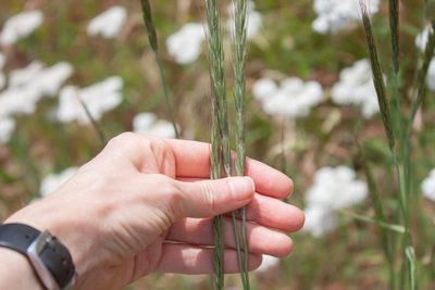 Elymus glaucus, photographed by Hilary Rose Dawson