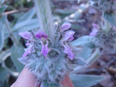 Stachys cretica, photographed by Сергей Крыленко