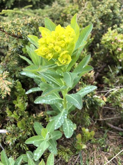 Euphorbia austriaca, photographed by Thomas Ebner