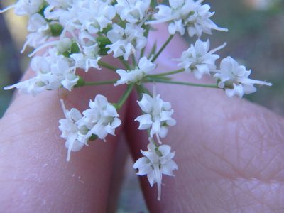 Physospermum cornubiense, photographed by Сергей Крыленко