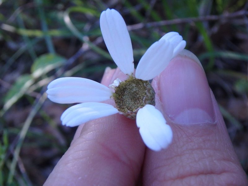 Tanacetum poteriifolium, photographed by Сергей Крыленко