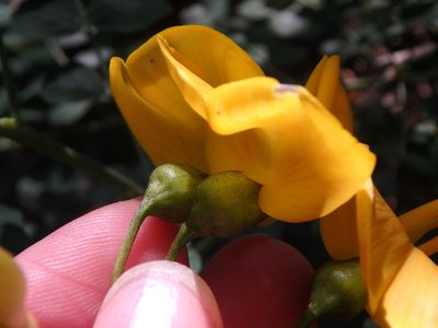 Colutea cilicica, photographed by Сергей Крыленко