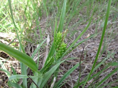 Carex glaucodea, photographed by Chris Hoess