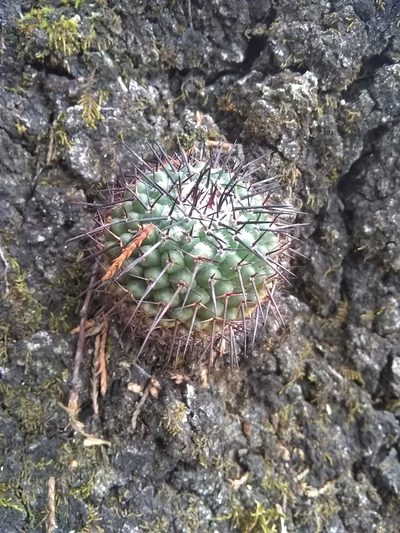 Mammillaria orcuttii, photographed by Alejandro Gómez Maya