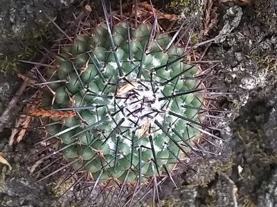 Mammillaria orcuttii, photographed by Alejandro Gómez Maya
