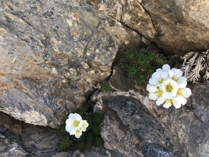 Saxifraga vandellii, photographed by Riccardo Riva