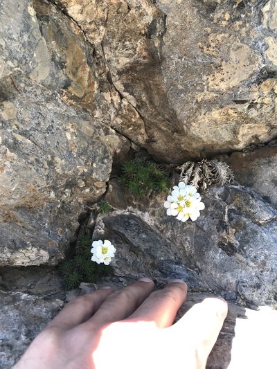 Saxifraga vandellii, photographed by Riccardo Riva