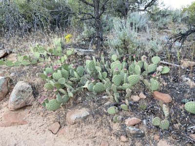 Opuntia aurea, photographed by Grant Chovil