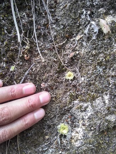 Pinguicula macrophylla, photographed by Alejandro Gómez Maya