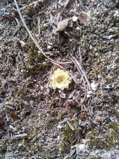 Pinguicula macrophylla, photographed by Alejandro Gómez Maya