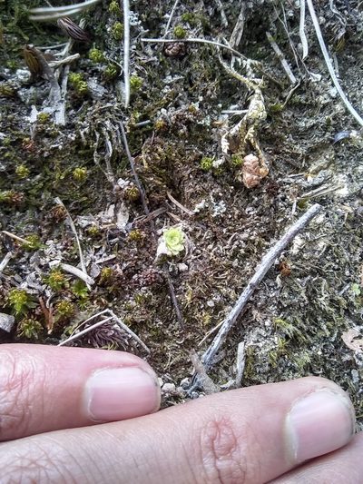 Pinguicula macrophylla, photographed by Alejandro Gómez Maya