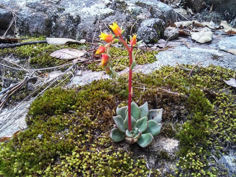 Echeveria schaffneri, photographed by Alejandro Gómez Maya