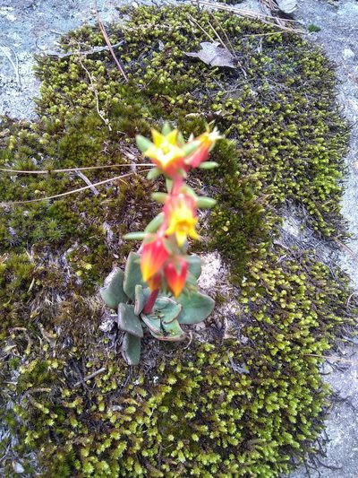 Echeveria schaffneri, photographed by Alejandro Gómez Maya
