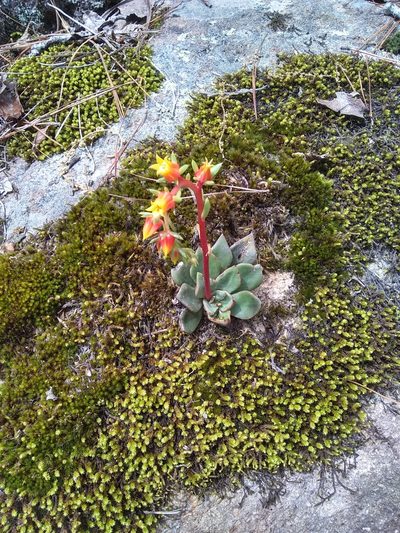 Echeveria schaffneri, photographed by Alejandro Gómez Maya