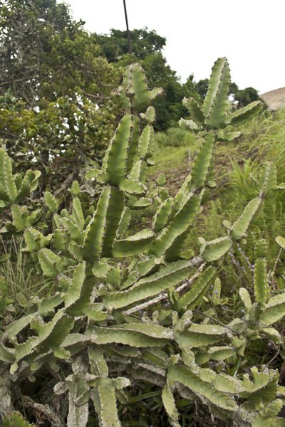 Euphorbia tortilis, photographed by Siddarth Machado