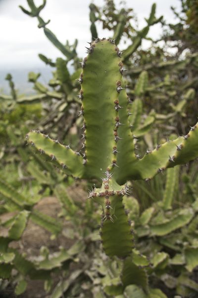 Euphorbia tortilis, photographed by Siddarth Machado