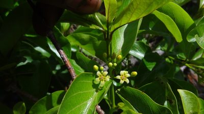 Decalepis hamiltonii, photographed by Siddarth Machado