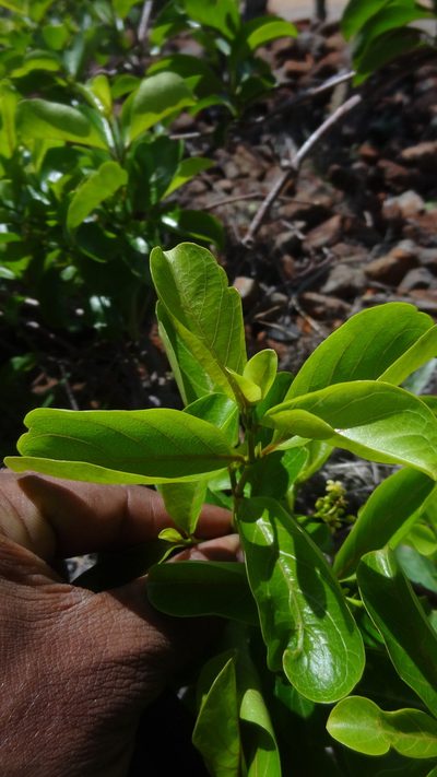 Decalepis hamiltonii, photographed by Siddarth Machado