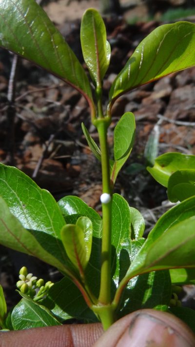 Decalepis hamiltonii, photographed by Siddarth Machado